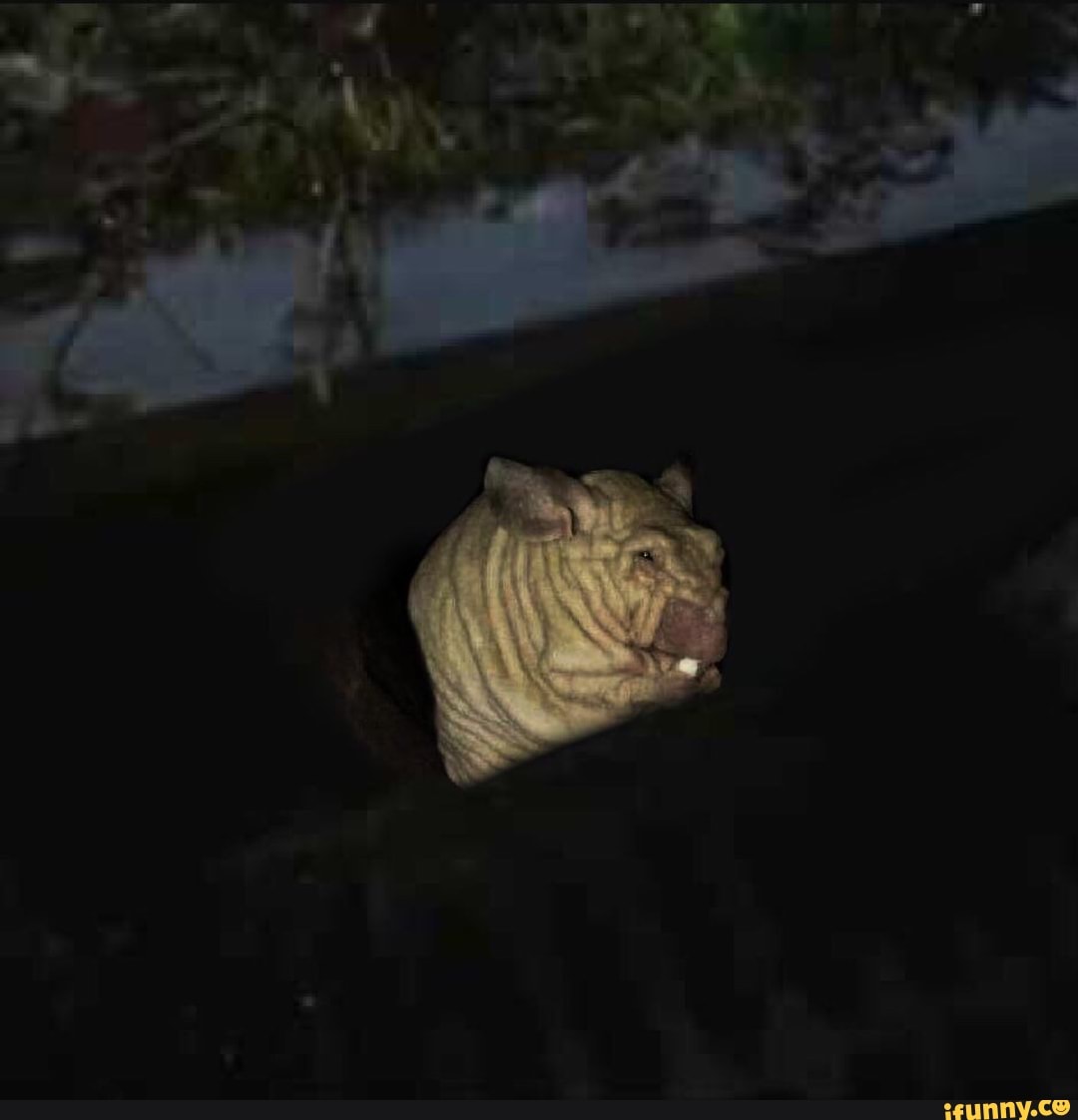 skrunky, diditforthecomments