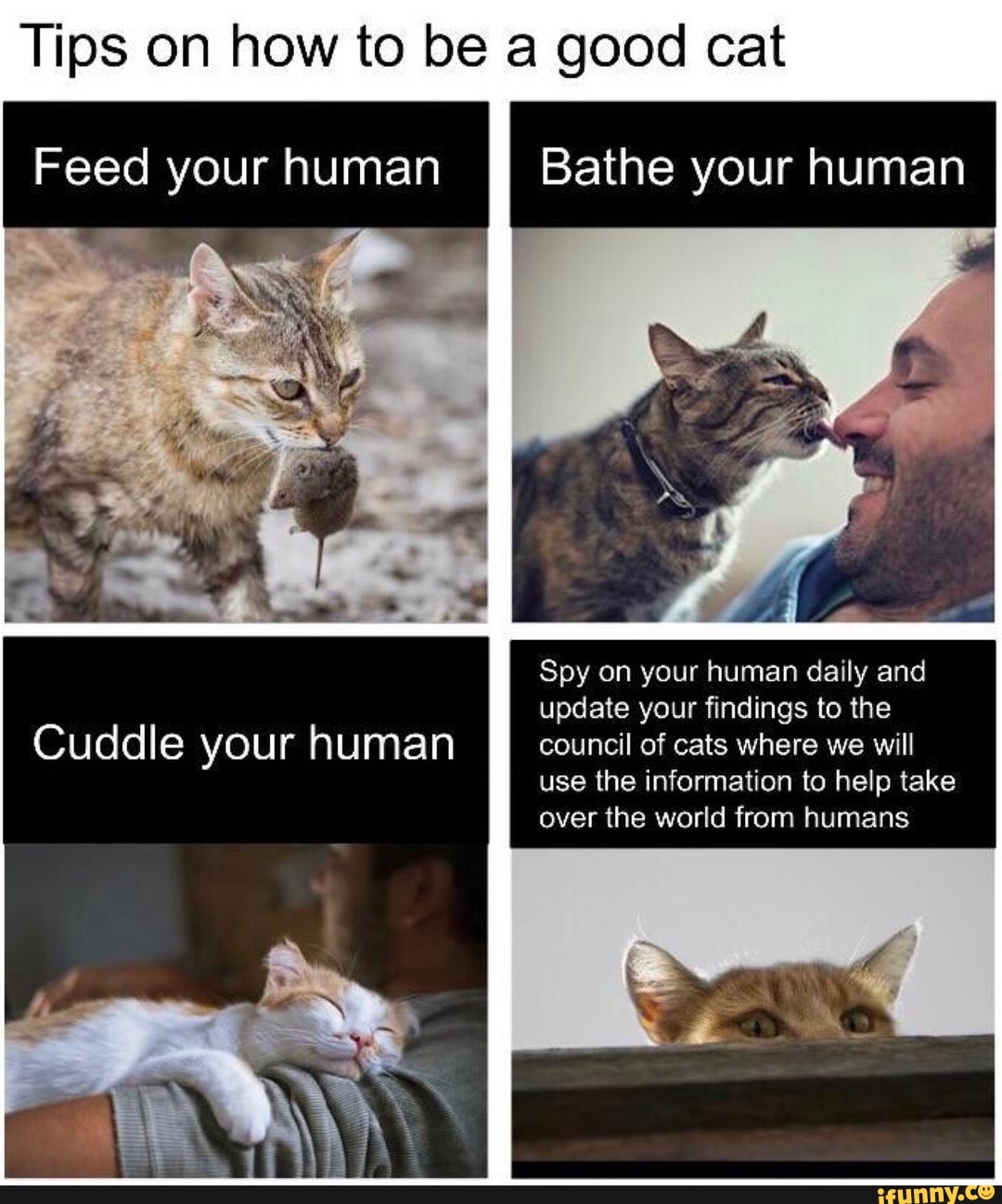 Tips on how to be a good cat
Feed your human Bathe your human
Spy on your human daily and update your findings to the council of cats where we will use the information to help take over the world from humans