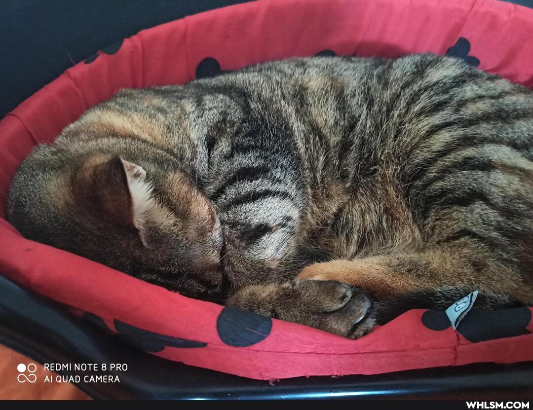 SS
EDMI NOTE 8 PRO CO Al QUAD CAMERA