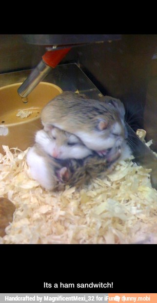 Its a ham sandwitch! - Its a ham sandwitch!