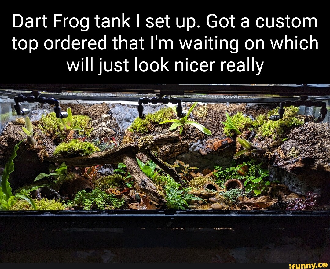 Dart Frog tank I set up. Got a custom top ordered that I'm waiting on