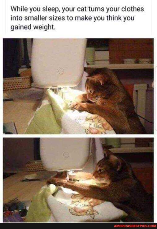 While you sleep, your cat turns your clothes into smaller sizes to make you think you gained weight.
