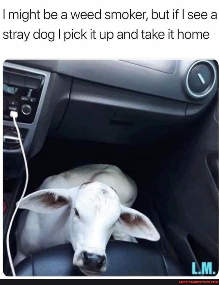 might be a weed smoker, but if see a stray dog I I pick it up and take it home
