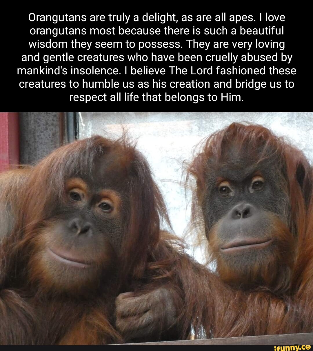 Orangutans are truly a delight, as are all apes. I love orangutans most