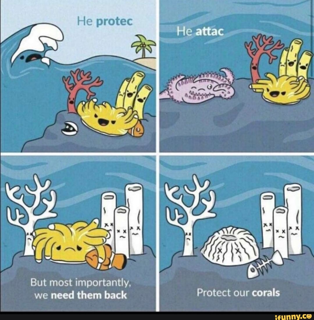 But most importantly,
Protect corals