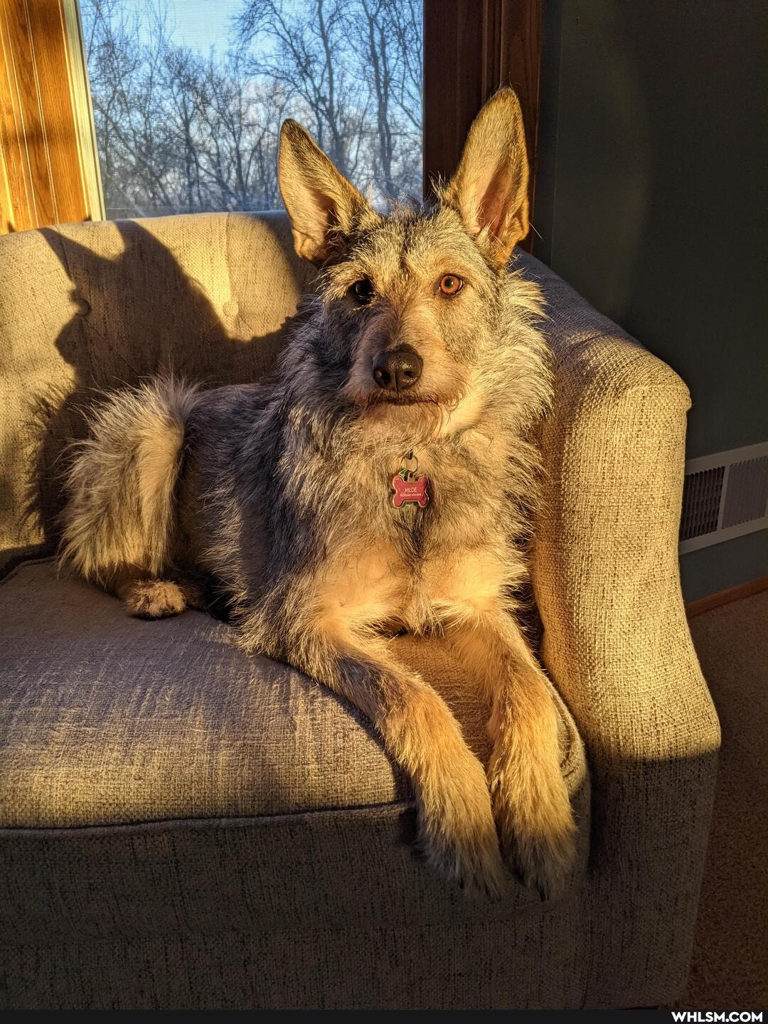 pup, morning, light