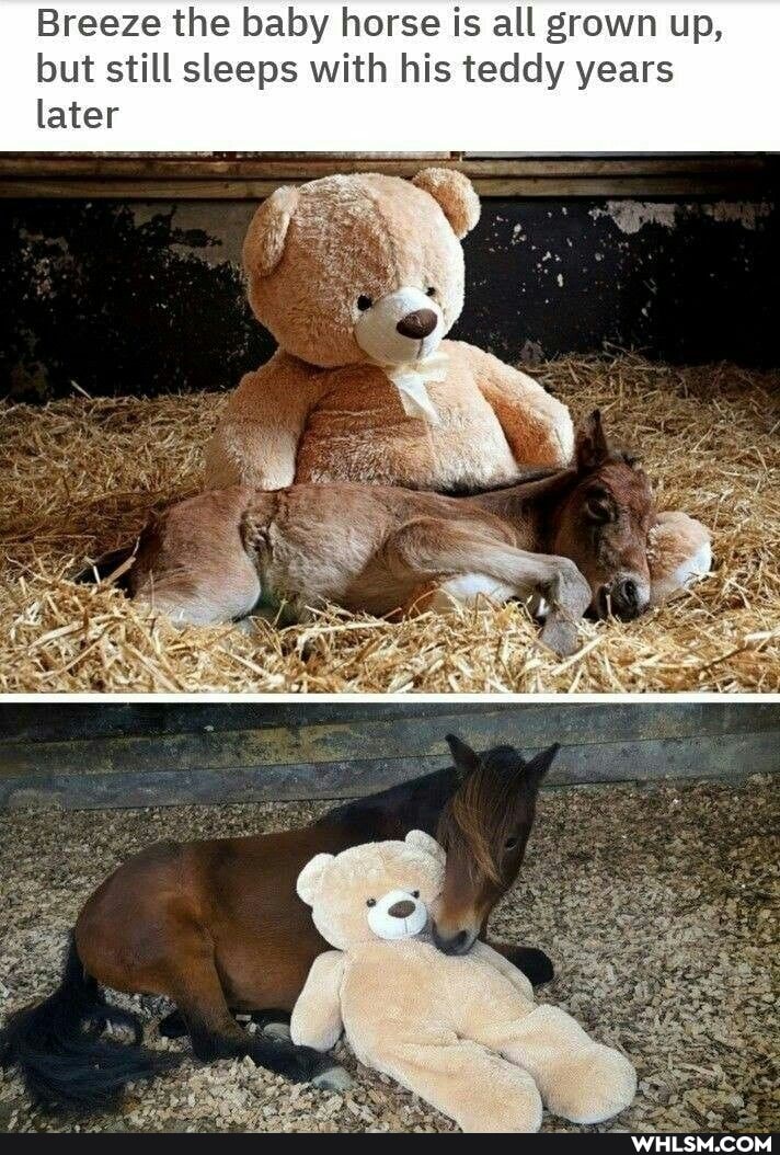 Breeze the baby horse is all grown up, but still sleeps with his teddy years later
