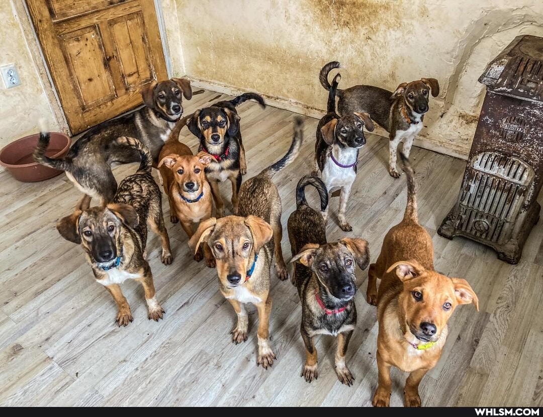 rescue_dog