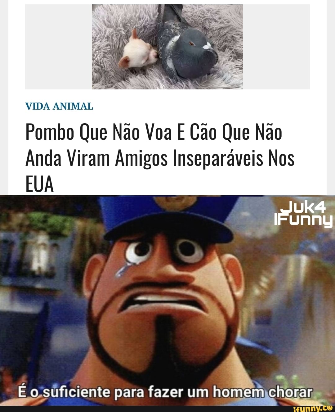 VIDA ANIMAL
EUA
Pombo Que Não Voa E Cão Que Não
Anda Viram Amigos Inseparáveis Nos
suficiente ara fazer um homem chorar