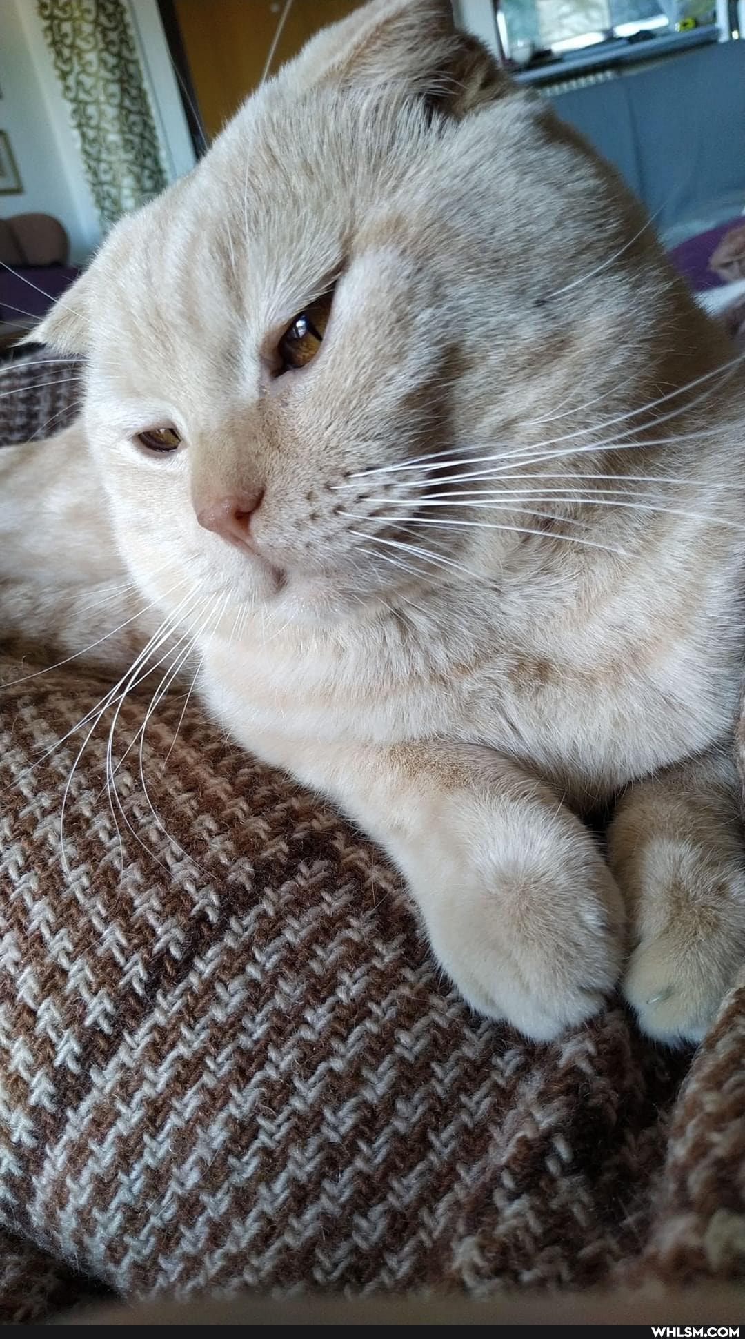 funny, cats, beautiful