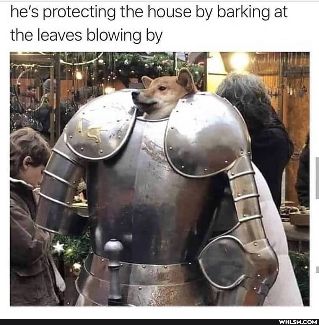 he's protecting the house by barking at the leaves blowing by