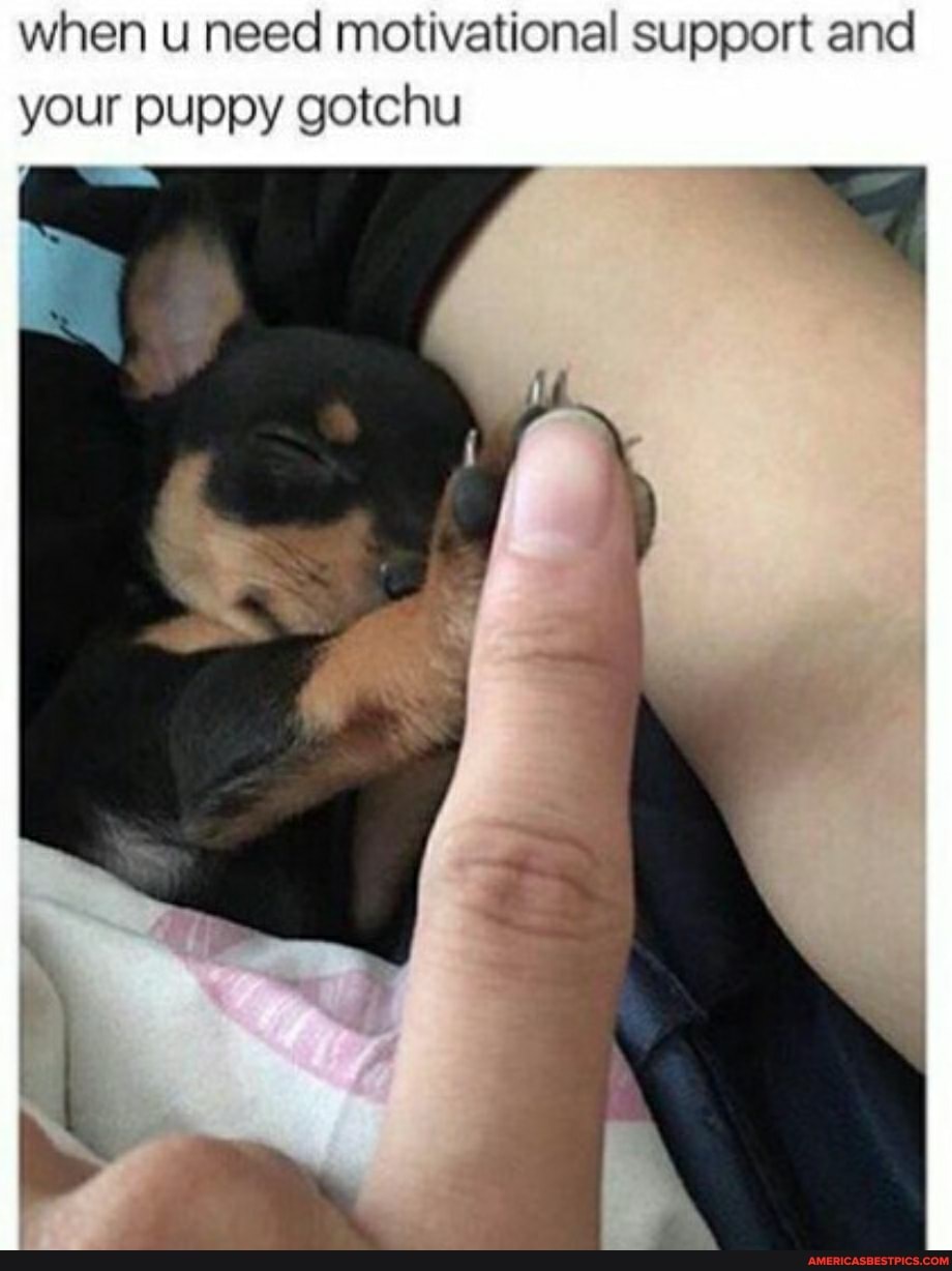when u need motivational support and your puppy gotchu