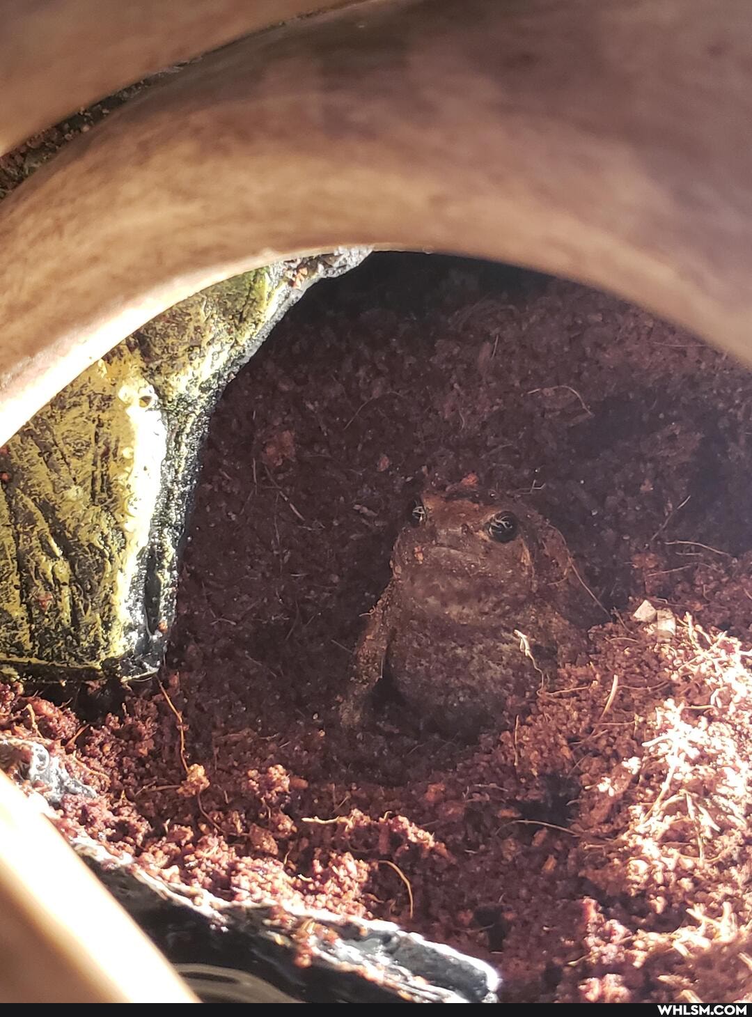 frog, funny