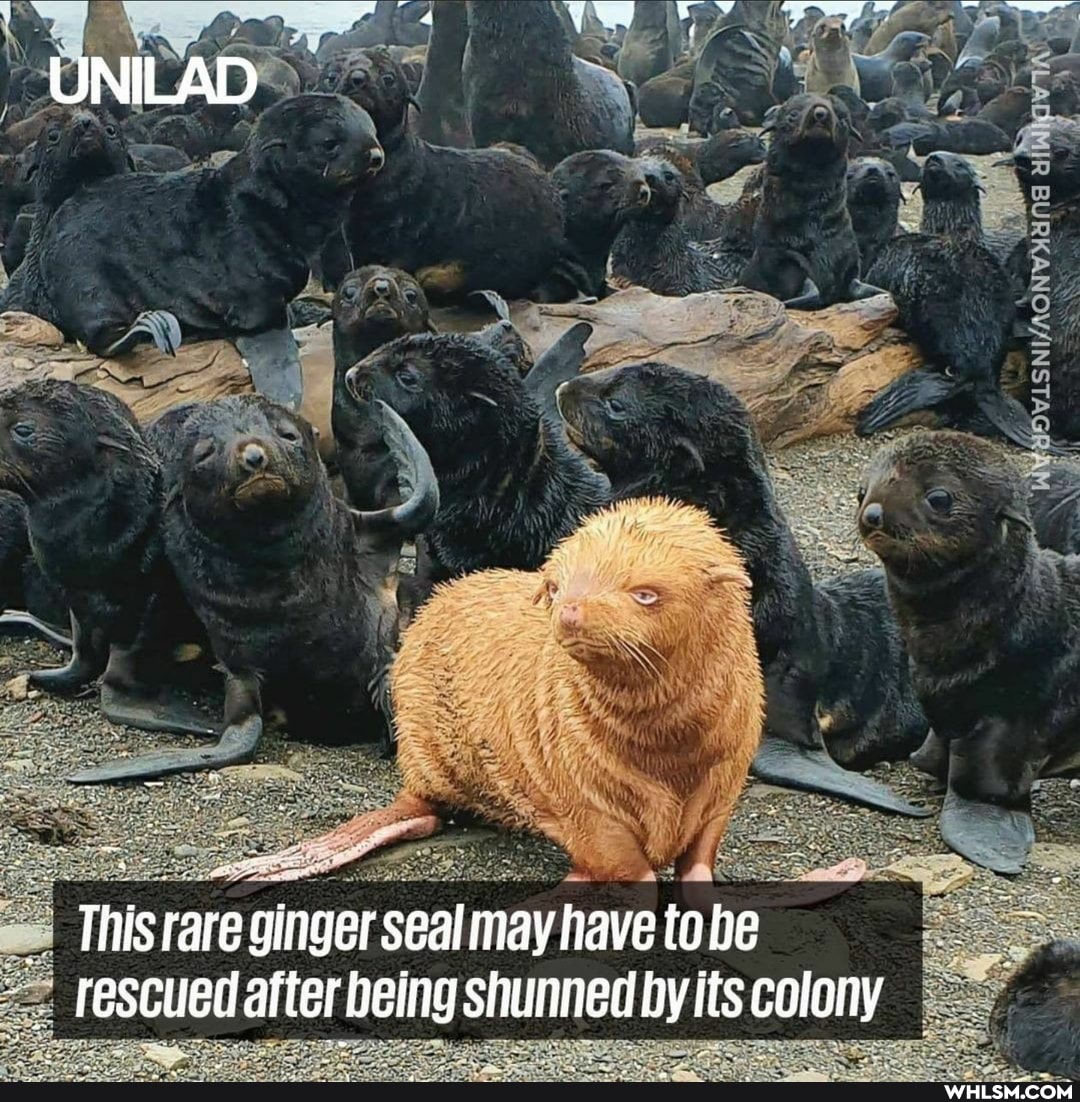 UNILAD
This rare ginger seal may have to be rescued after being shunned by its colony