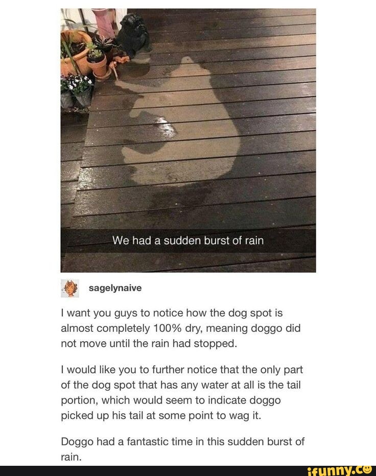 Doggo Inbound Meaning We had a sudden burst of rain I want you guys to notice how the dog ...