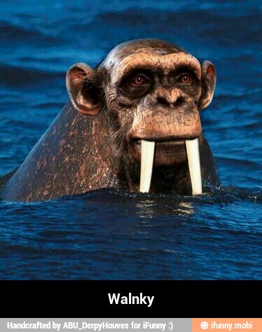 Walnky - Walnky