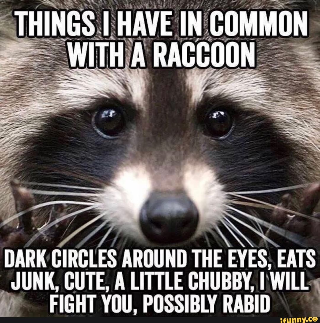 Mischievous Raccoon Image