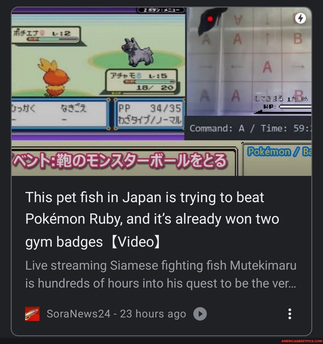 This Pet Fish In Japan Is Trying To Beat Pokemon Ruby And It S Already Won Two