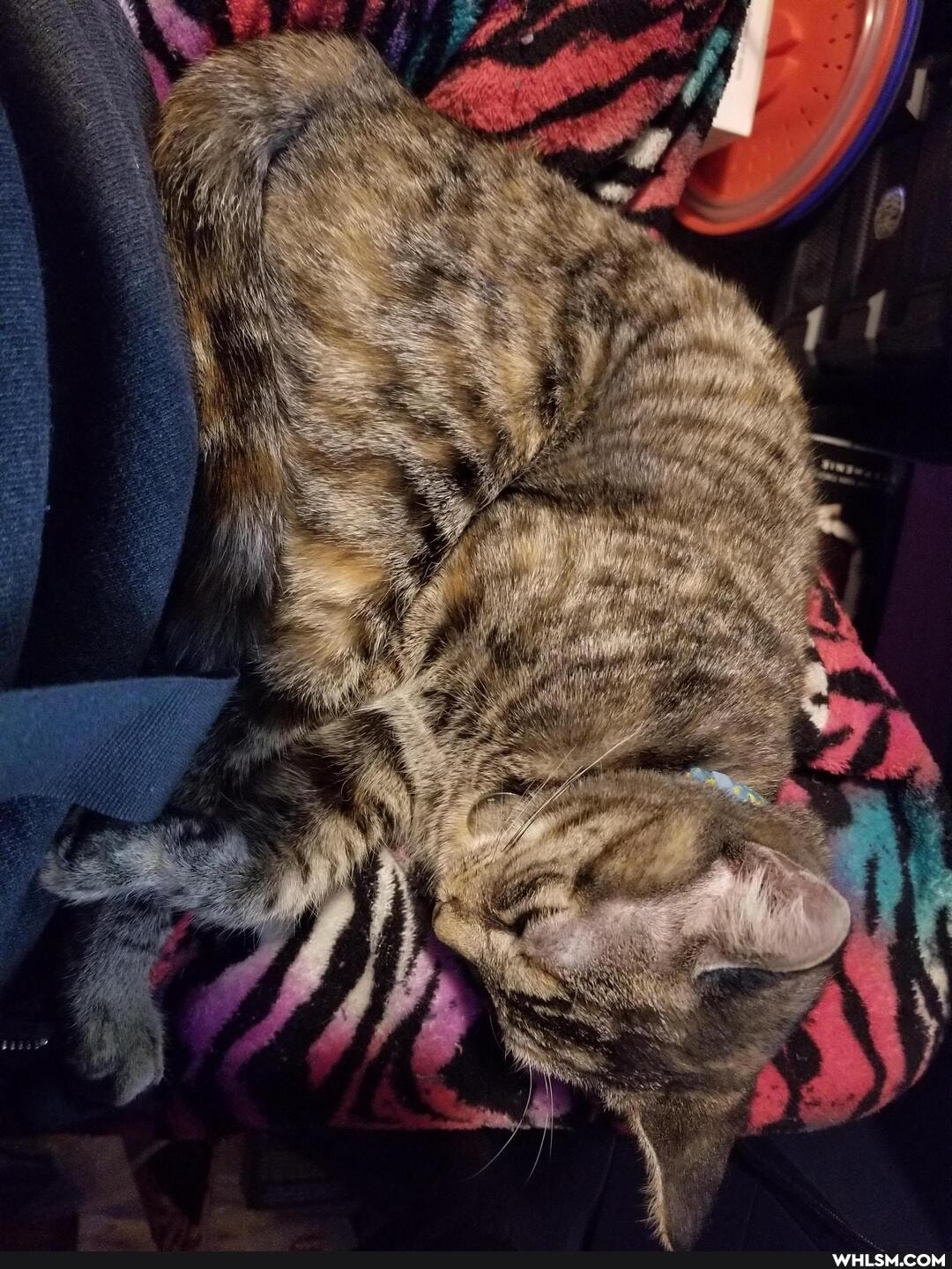cat, aww, kitten