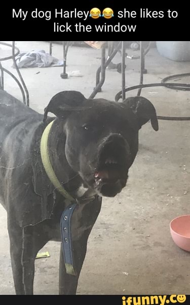My dog Harley@@ she likes to lick the window