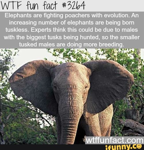 WTF fun fact #32b4