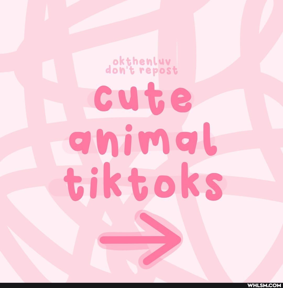 cute animal tiktoks