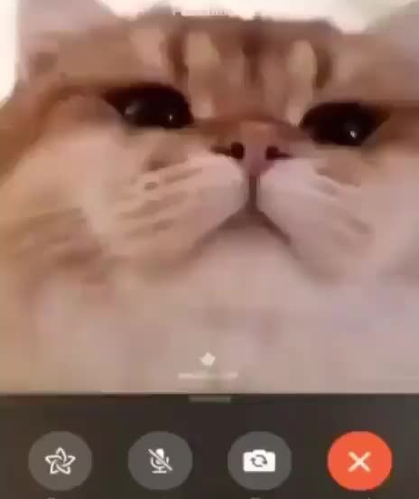 Animals On Facetime Meme - New Wallpapers Free Download