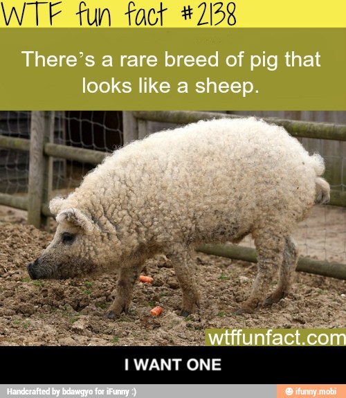 WTF fun fact #2128 - I WANT ONE