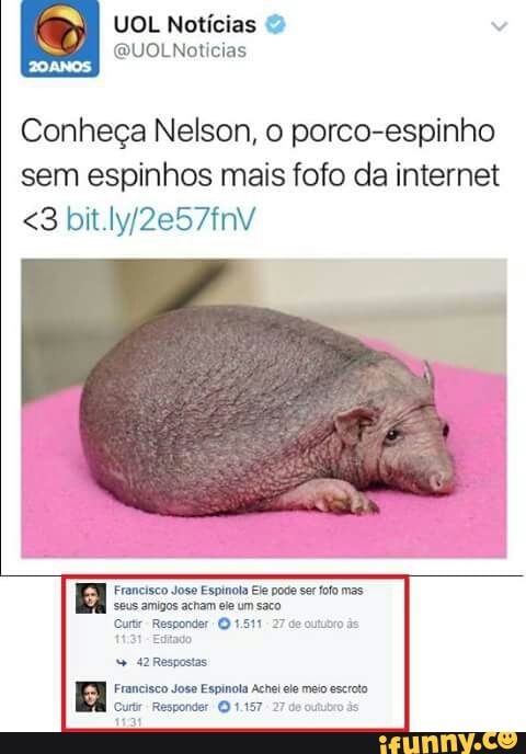 Conheça Nelson, o porco-espinho
sem espinhos mais fofo da internet
Francisco Jose Espinola Ele pode ser fofo mas.
amigos acham ele 42 Respostas
E Francisco Jose Espinola Achei ele meio escroto
Curtir: Responder 1.157 27 de outubro ds