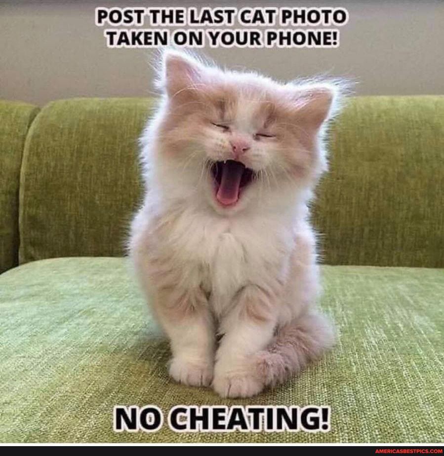 POST "POST. THE LAST CAT PHOTO TAKEN ON YOUR PHONE!