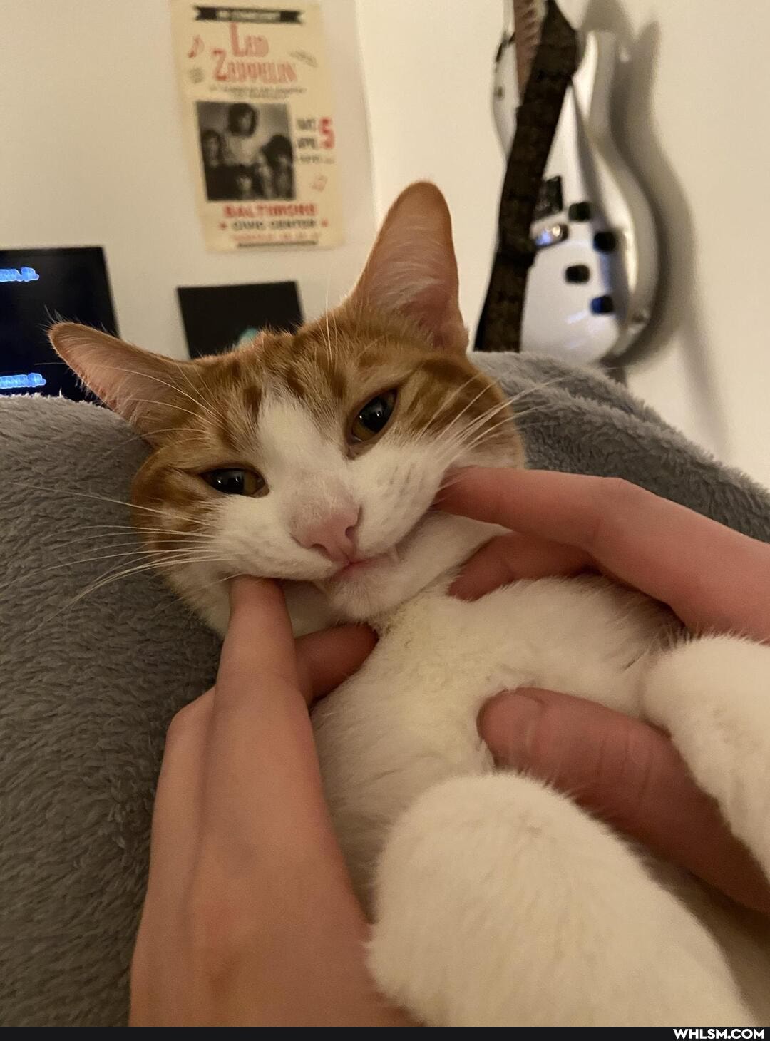 aww, cat, smile