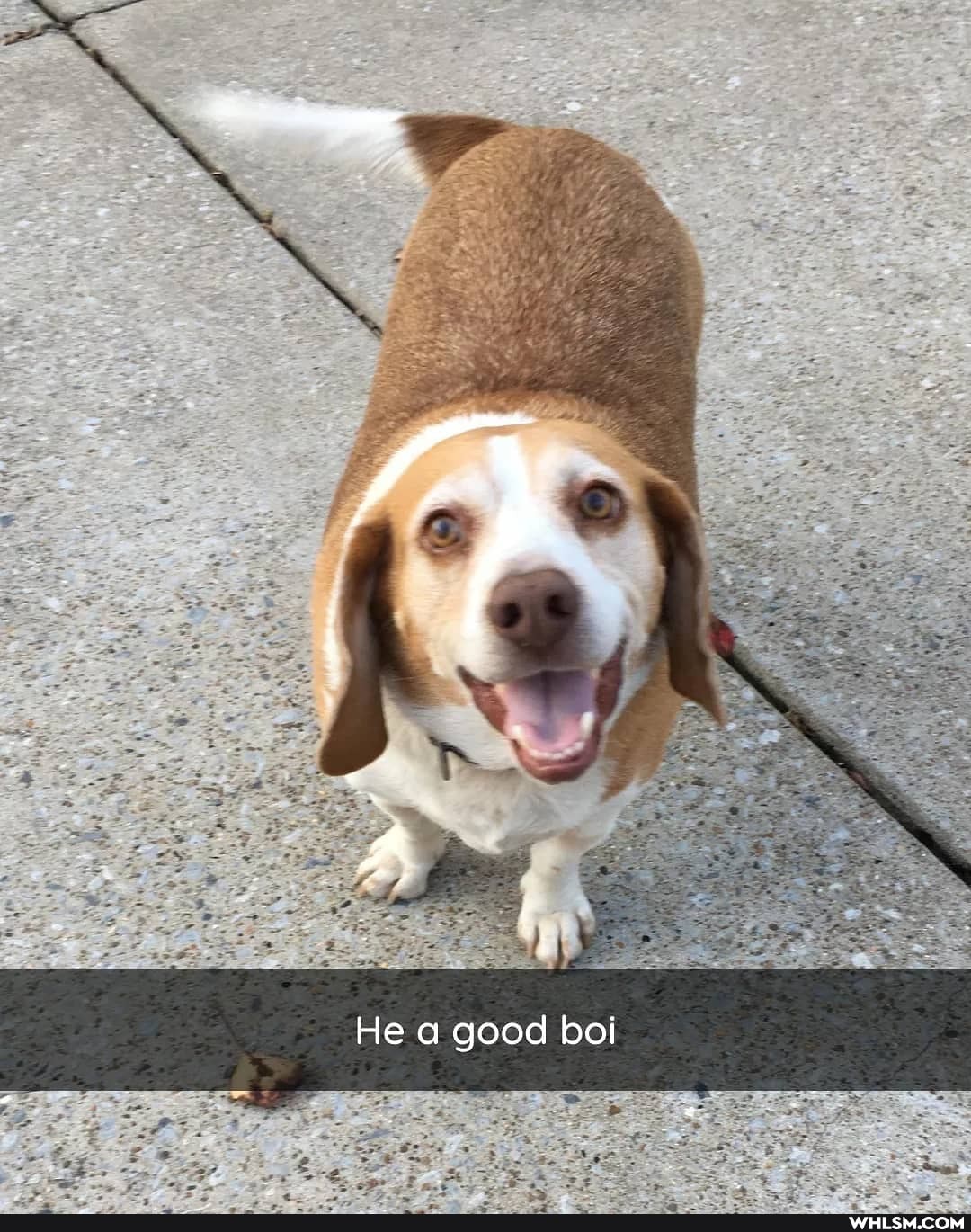 He a good boi