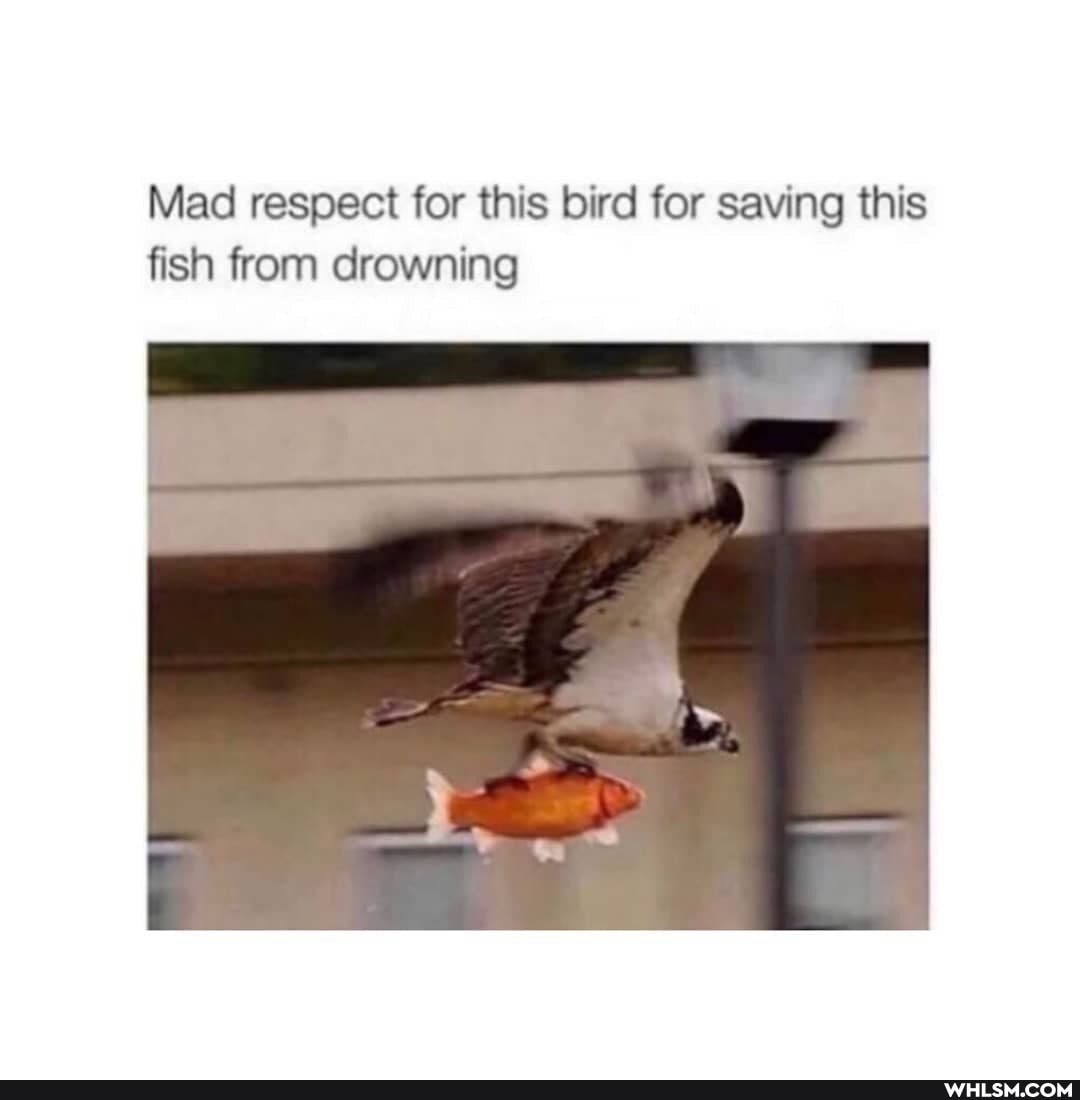 Mad respect for this bird for saving this fish from drowning