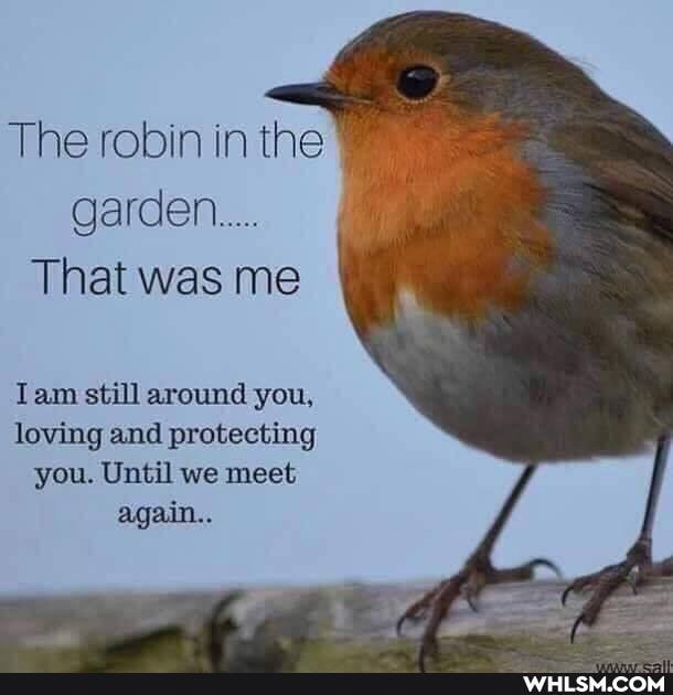 The robin in the
Garden...
That was me
Tam still around you, loving and protecting you. Until we meet again...