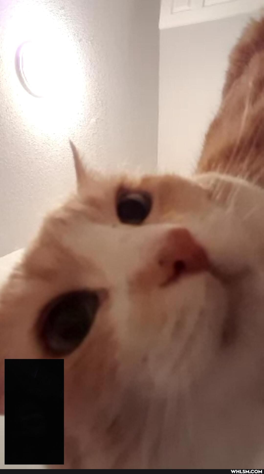 cats, pets, humor