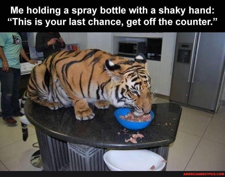 Me holding a spray bottle with a shaky hand:
"This is your last chance, get off the counter."