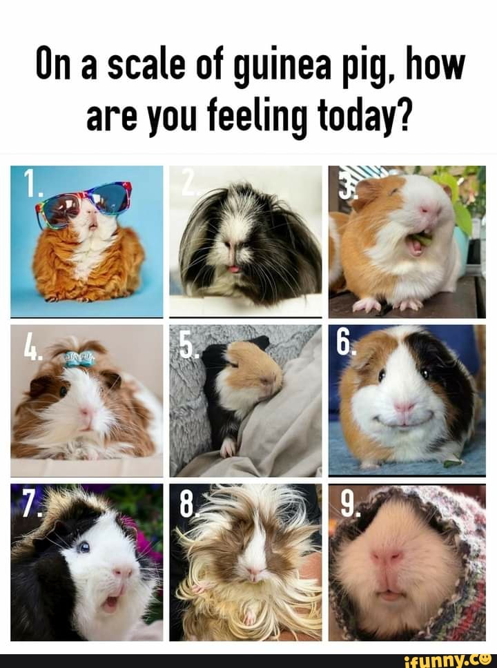 On A Scale Of Guinea Pig How Are You Feeling Today Ifunny