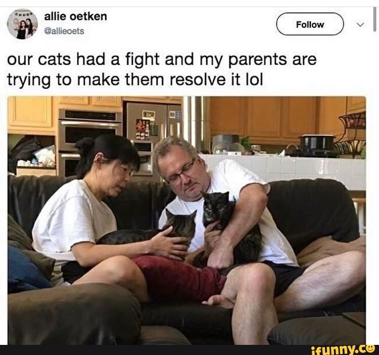 y @allieoets
our cats had a fight and my parents are
trying to make them resolve it lol