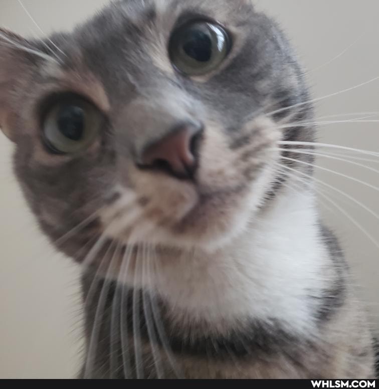 cat, caturday