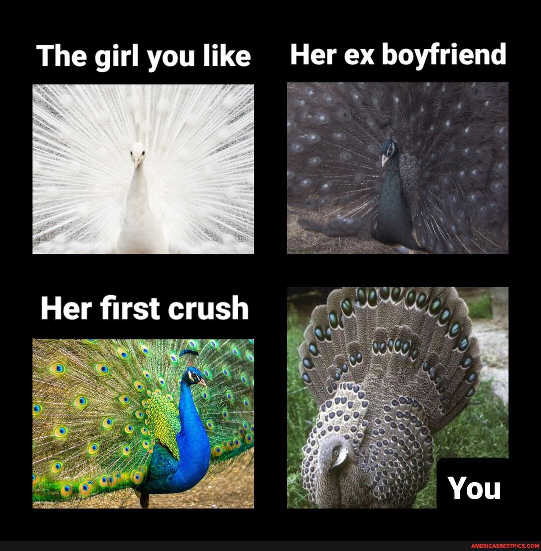 Pheasant memes. Best Collection of funny Pheasant pictures on America's  best pics and videos