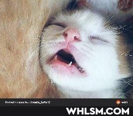 cat, baby_animals