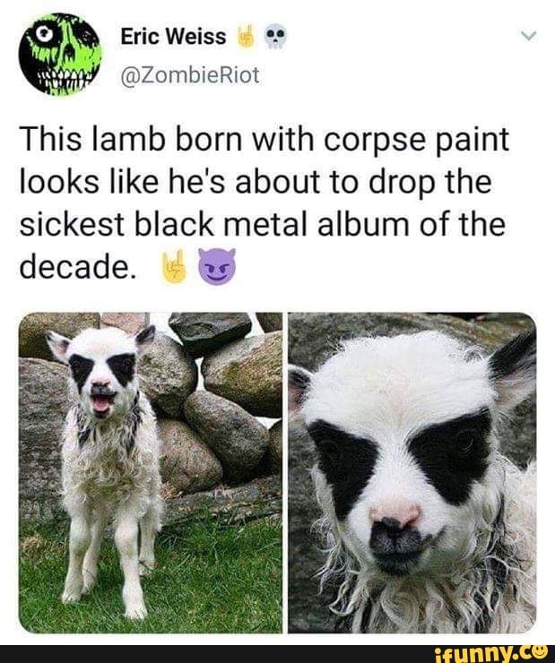 A
This lamb born with corpse paint
looks like he's about to drop the
sickest black metal album of the
decade. R5