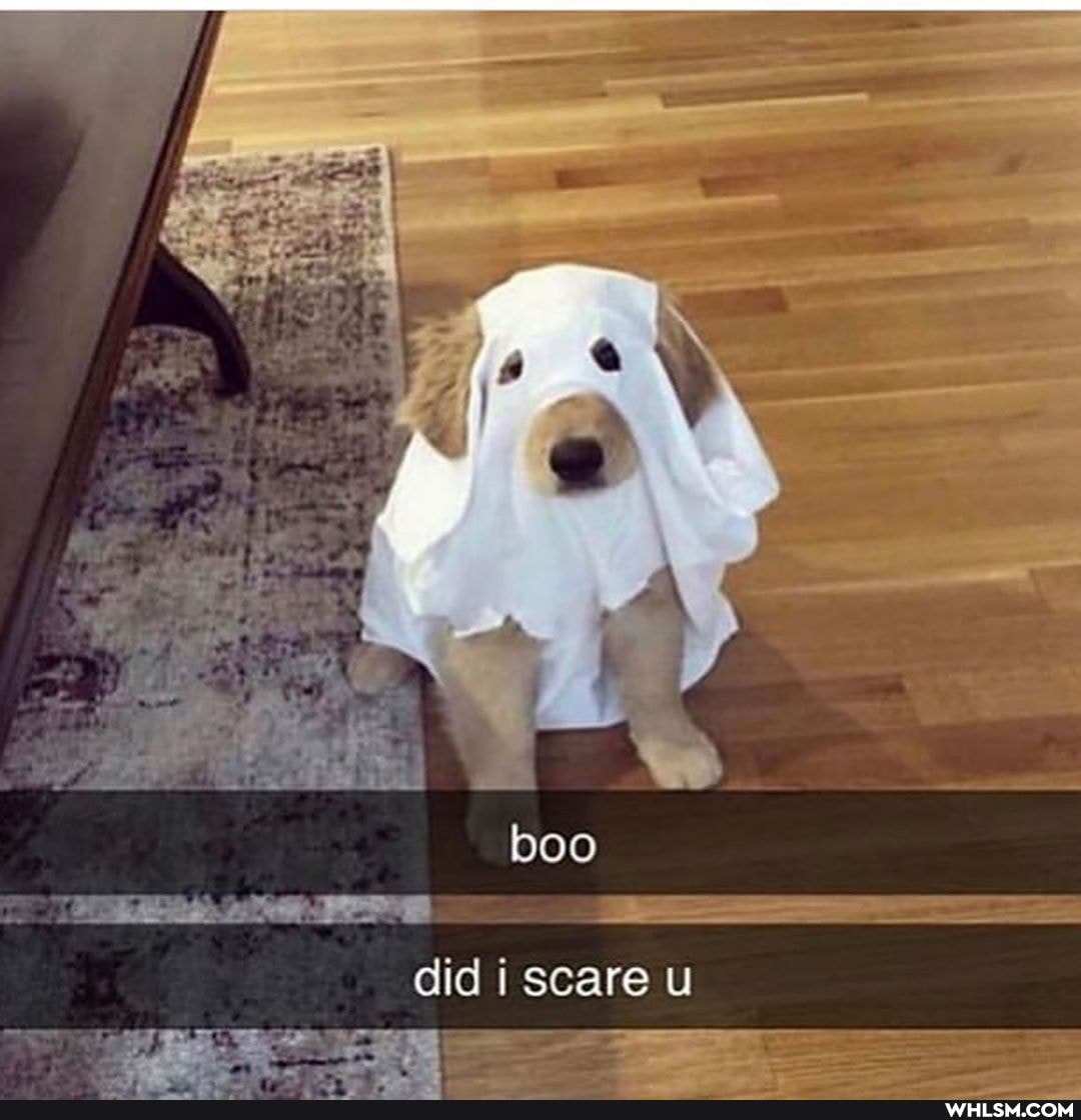 boo
did i scare u