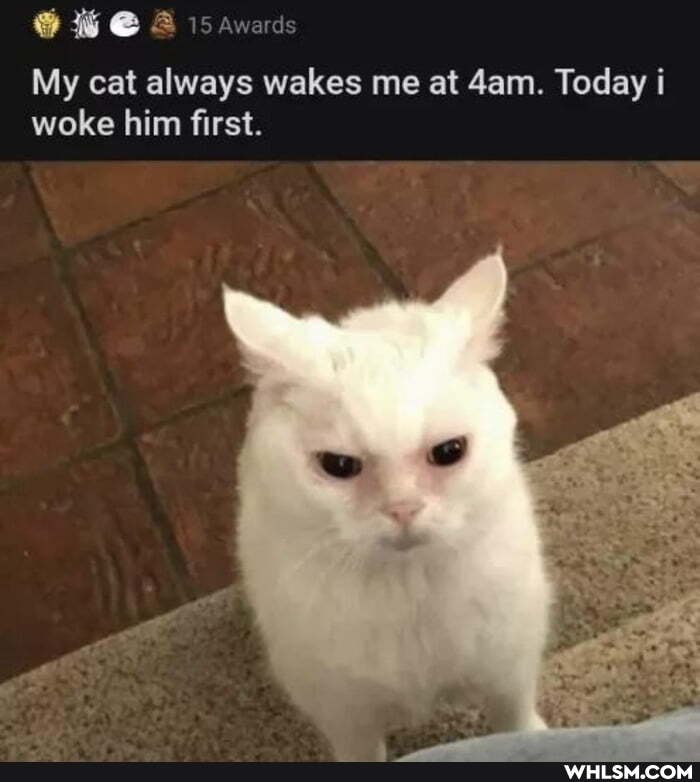 ewes
awards
My cat always wakes me at Today woke him first.
Today i