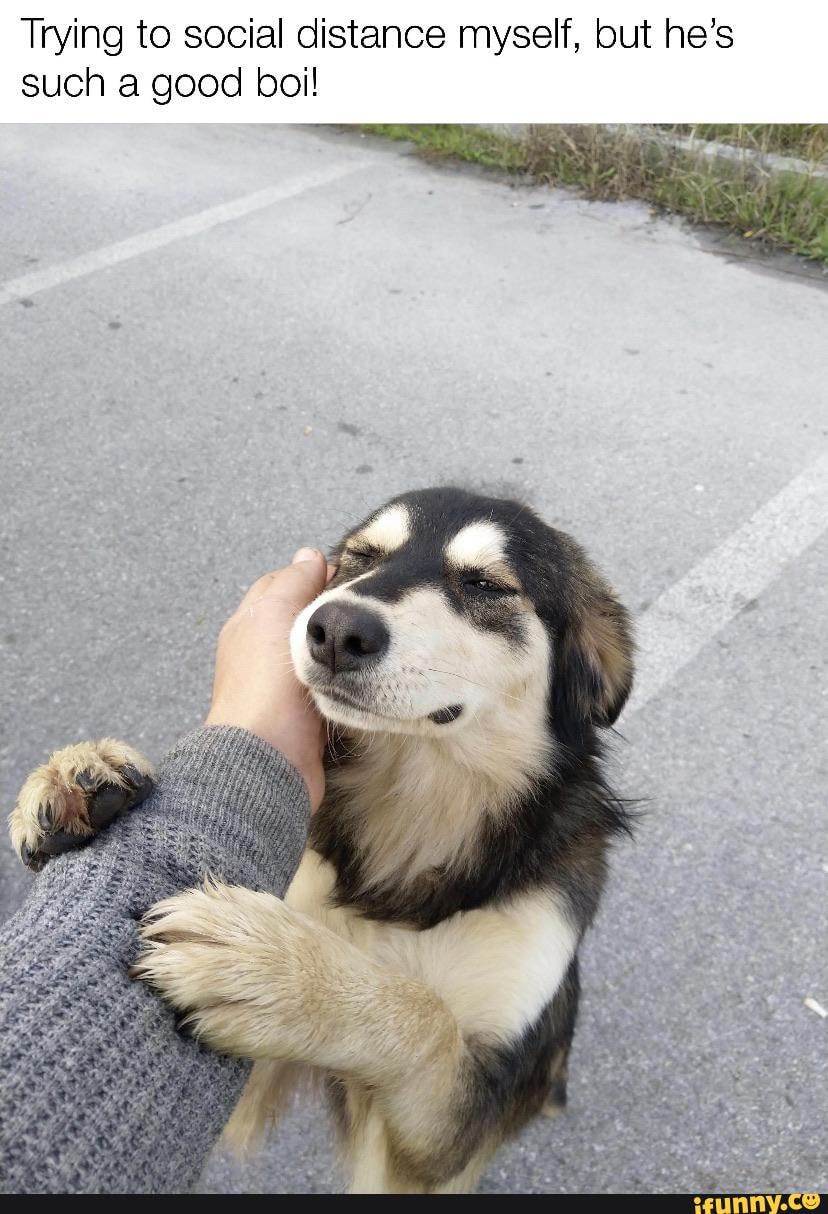 Trying to social distance myself, but he's
such a good boi!