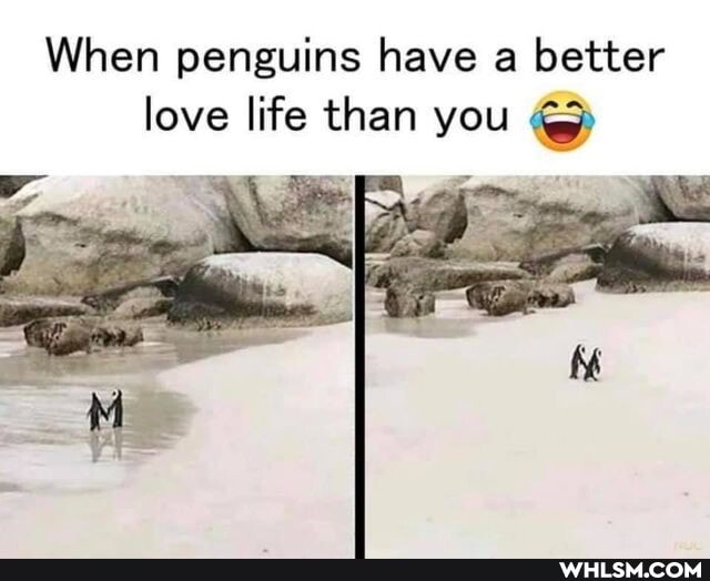 When penguins have a better love life than you