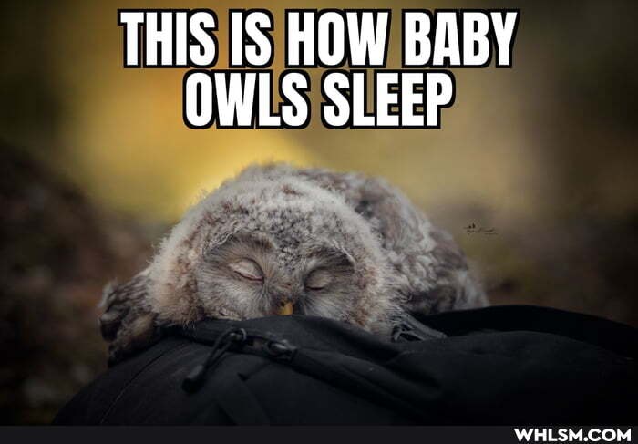 THIS IS HOW BABY OWLS SLEEP