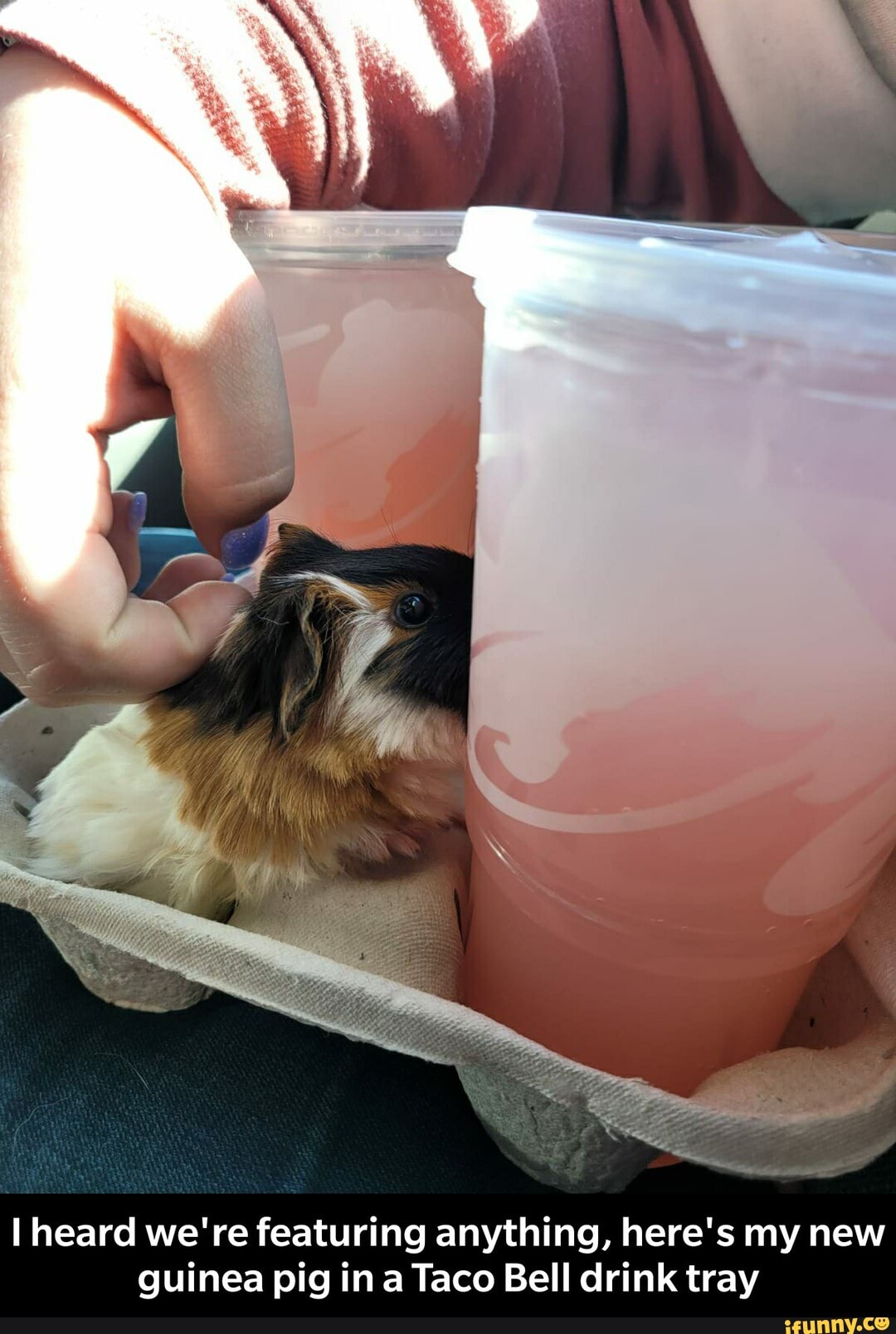 heard we're featuring anything, here's my new guinea pig ina Taco Bell drink tray - I heard we're featuring anything, here's my new guinea pig in a Taco Bell drink tray