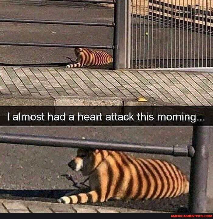 I almost had a heart attack this moming...