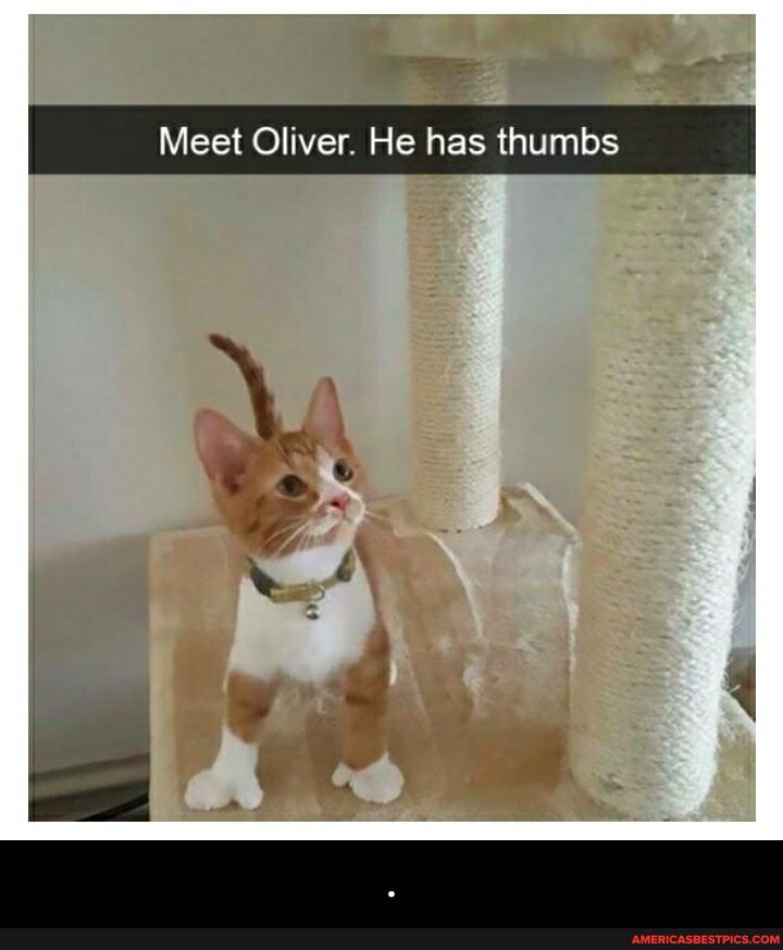 Meet Oliver. He has thumbs - .